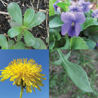 Various weeds and wildflowers